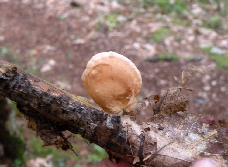 Hohenbuehelia o Pannellus o ...